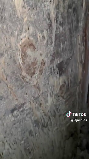 Termite Swarming Season in Louisiana: What to Know