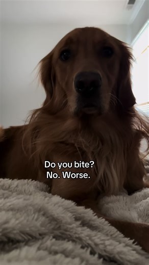 Golden Retriever's Hilarious iPad Shenanigans