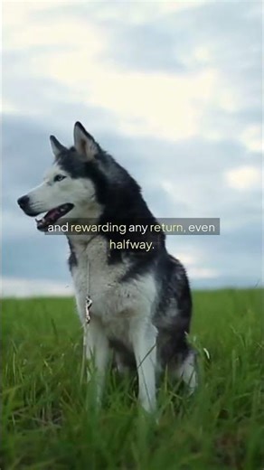 Teaching My Dog to Fetch for the First Time | Step‑by‑Step Success