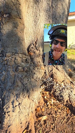 #TreeWork #TreeService #Arborist #TreeRemoval #TreeCare #TreeTrimming #StumpRemoval #TreeClimbing #TreePruning #Woodworking #NatureLovers #SaveTheTrees #EcoFriendly #DIYProjects #HomeImprovement #OutdoorLiving #GardeningTips #YardWork #ViralReels #ForYou #ExplorePage #TrendingNow #InstaReels #Chainsaw #ClimbingGear #Rigging #SafetyFirst #TreeSurgery #sarasotaTreeService #LocalBusiness #SupportLocal #CommunityService #NeighborhoodGardening #BlueCollar #HardWork #SkilledTrades #TradeSkills #LaborF