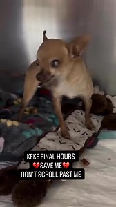 🚨KEKE’S FINAL HOURS – PLEASE DON’T LOOK AWAY 🚨 Keke is so small, yet the fear in her eyes tells a story no soul should ever have to live. Curled up on a thin blanket in a cold kennel, her tiny body trembles—not because she’s aggressive or unwanted, but because she is sick, scared, and running out of time. 🕓 Keke is scheduled for euthanasia on January 13 at 4:00 PM. If nothing changes, her life will end simply because help hasn’t arrived in time. Keke has been diagnosed with severe dental dise