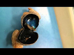 Lab: Sheep Eye Dissection