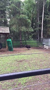 16K views · 685 reactions | Sarah Elizabeth the baby Musk Ox was sure feeling good today! She just had to run, to the delight of visitors! | The Alaska Zoo | Facebook