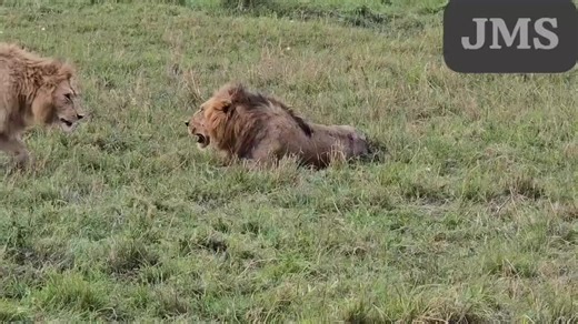 Topi Conservation Efforts for Endangered Species