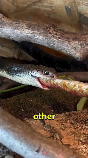 King Cobra's Unique Habits