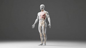 Human Anatomy 3D Model - Skeletal System and Lungs | Premium Stock Video Footage