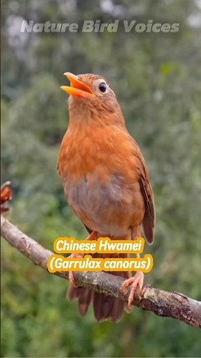 Chinese Hwamei | Garrulax canorus #birds #birdsong #birdsounds