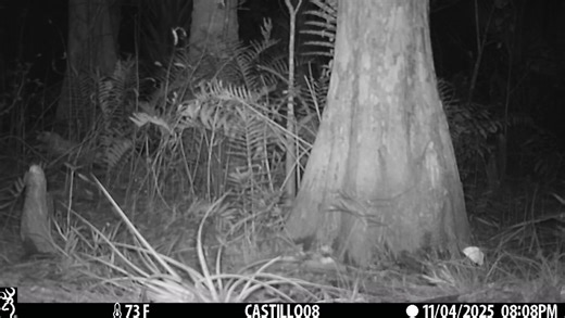 13 reactions | Florida black bear. Collier County. Fl | Alexis Castillo | Facebook