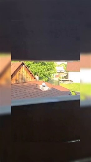 A woman in Romania noticed that her son Luca would disappear for a while every day after coming home from school… Curious, she decided to follow him one day, and what she saw deeply moved her 😢Turns out, every day after school, Luca takes his blanket and quilt and goes to meet the neighbor’s cat, Pucu 🐱🫶They quietly spend time together, just the two of them 💞Oh Luca… you’re living the purest, most innocent moments of your life I hope the rest of your life is just as full of love and peace 🥹