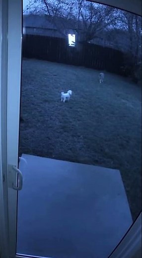 He Was Seconds From Being Coyote Food #coyote #dog #closecall