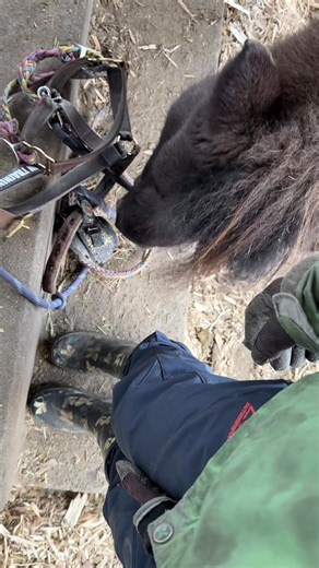 1.6K views · 75 reactions | Jack comes up with many creative ways to put his own gear on, this is the first time we have tried to make him pick up the whole lot and hand it to me. It was even more complicated by the fact that there was a Velcro boot attached to the strap藍 It was even funnier yesterday when he took the lead rope and put it through the nose piece #smarthorse | Jack the Magnificent | Facebook