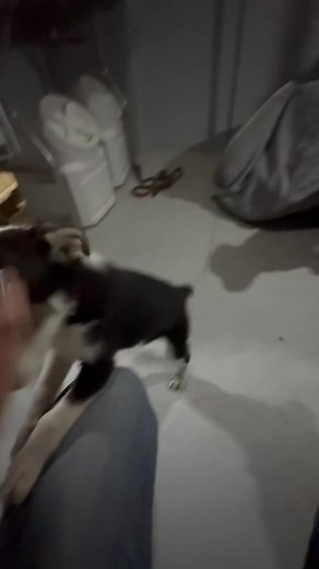 3 little boys looking for a foster home where they can learn how to be real dogs. Male not house trained. That’s what they need to learn. Can you help them? | Herding Dog Rescue of Central Oregon