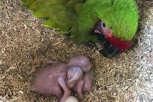 ‘Beautiful’ great green macaw chicks hatch for first time at Chester Zoo