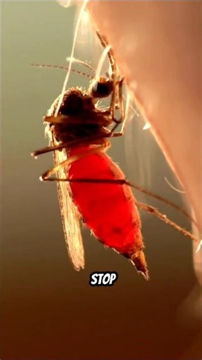 Why Mosquitoes Sometimes Explode After Biting You?