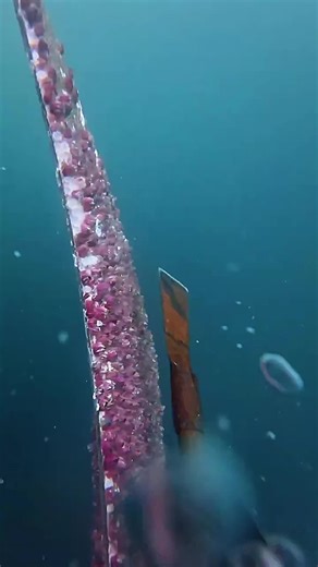 Removing Barnacles from a Ship's Propeller