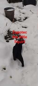 Exploring snow tracks with Axumite & Zapotec #landscapingcats #securityguard #snowtracks