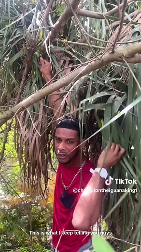 Iguana Hunting In South Florida Best Trick When U Sneak Up To A Iguana 🦎 1 Thing The Tip Of His Tail And Story Finish #championtheigauanaking #wildlife #florida #iguanas #invasivespecies #outdoors #nature #express #iguanasoftiktok #explorepage #exotic #photography #wildanimals #explore #iguana #greeniguana #naturephotography #express