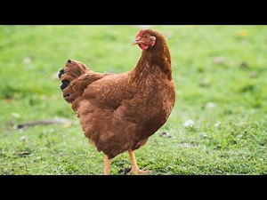 FUNNY CHICKEN DANCE 7 │ Chicken Song & Videos 2021 | Chicken Dance