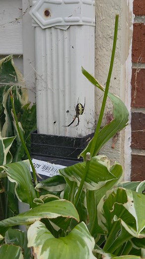 Came across this stunning black and yellow garden spider (also called a corn spider) in my garden today 🕷️🌼 Nature always has surprises waiting if you take a closer look! #GardenSpider #CornSpider #BlackAndYellowSpider #BackyardNature #GardenFinds | the_monarch_movement