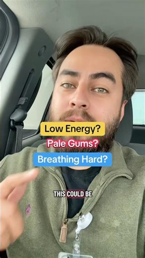 Why does my dog have pale gums? Low energy or breathing hard