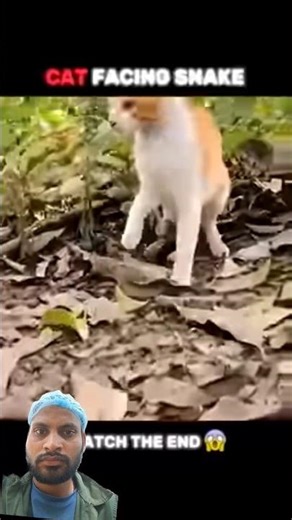 Think you know which animal has the best reflexes? Other animalsfailbutcat...🥶#shorts #snake #viral