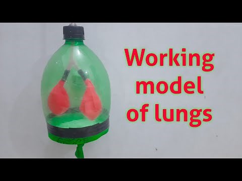 Working model of lungs with balloon/School science project/Working model of Respiratory system/DIY