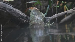 The northern caiman lizard (Dracaena guianensis) getting out of water