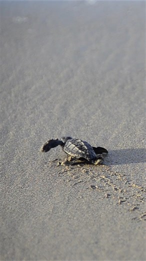 Join us to witness these baby sea turtles embrace their natural habitat and head to the ocean for the first time - and catch their first wave! | World Animal Protection