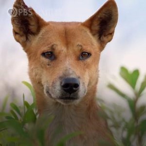 How do wild dogs survive and thrive in the wild? "Dogs in the Wild: Secrets of Success" premieres Wednesday, February 15 at 8/7c on PBS. [VID: They are intelligent, resourceful and remarkably resilient. No matter where they live and what unique challenges they face, whether they work as a team or go it alone, they will come out on top. These are dogs in the wild.] | Nature | PBS