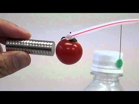 トマトが磁石に反発する?!科学実験 NGKサイエンスサイト