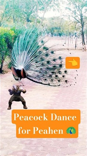 Mor nach| peacock dance |peafowl | @Shubtoonz #peacock #mor #morni #nature #birds #cartoon