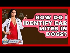 How Do I Identify Ear Mites In Dogs? - Ask A Pet Vet