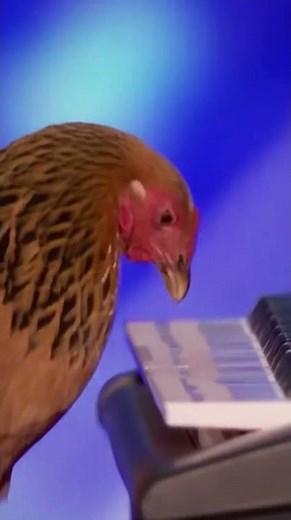 Smartest Chicken in the World?! 🐓