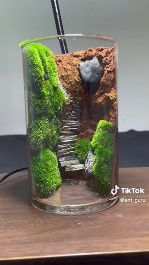 Wild moss becomes potted plant.#bonsai #fyp #diy #moss #diybonsai #plant #greenery #homedecor #ecobottle