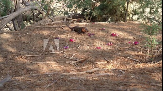 Canary Islands giant lizard, Lagarto Canario (specific name Gallotia Stehlini), eating fresh fruit in its wild natural habitat on Gran Canaria