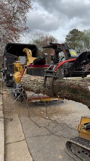 Professional Tree Service in Atlanta, Georgia