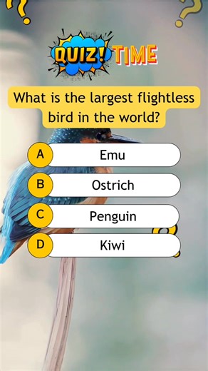 What is the largest flightless bird in the world? #quiz #quiztime #quizreels #popquiz #triviaquiz #generalknowledgequiz #braingame #educational #trivia #funfacts | Kaboom Quiz