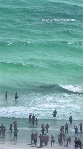 Waders watch as shark fights stingray at popular beach | The Sun