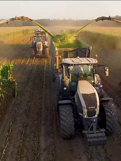 Claas Jaguar 980 and Axion Maize Harvesting Power Team