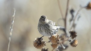 24 reactions | Pine Siskin in difficult to keep up with. | Wildlife throughhopeseyes. | Facebook