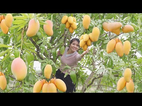 Harvesting Ripe Yellow Mangoes Fruits