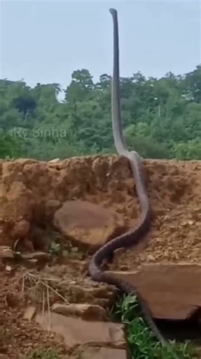 35K views · 149 reactions | snake alert... | Aj Kenya Safaris Ltd | Facebook