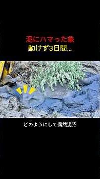 泥沼にはまった象を救出する旅 #象 #救出 #動物レスキュー #動物動画 #感動ストーリー