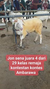 481 reactions · 139 shares | Jon sena juara 4 kontes Ambarawa FAHRULROZI_FARM 0878-4230-6970 #domba #kambing #dombaindonesia #dombos #bandungan #dombasemarang #bakalandomba #jawatengah #sheep #life #semarang #pasarponambarawa #animals #dombagarut #indonesia #dombamerino #dombatexel #goat #peternakmuda #peternakmilenial #qurban #aqiqah #bredingdomba #farm #peternakandomba #ternakdomba #bibitdomba #pasarhewan #fyp #farming | Fahrul Rozi | Facebook