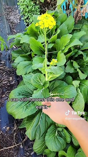 Understanding Plant Bolting in Gardening