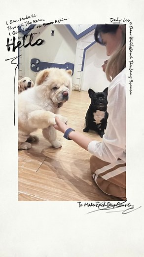 ក្ដីសុខ🫶🏻 #phnompenhdogcafe #dogcafe #chowchow #simbathechowchow #lucytheshiba #olivergoldenretreiver #baobaothefrenchbulldog