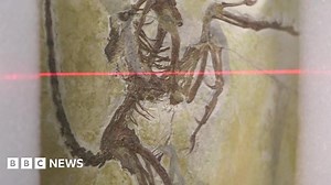 Archaeopteryx: X-rays shine new light on mystery 'bird'