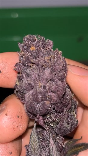 Trop cherry 🍒 relentless Genetics 🧬