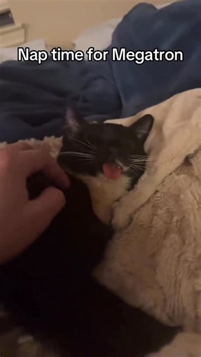 Megatron on Instagram: "Nightly ritual with Megatron💤😴 Gofundme is still up if you feel inclined to donate! Link in bio #cat #fyp #disabledcat #cute #fundraiser"