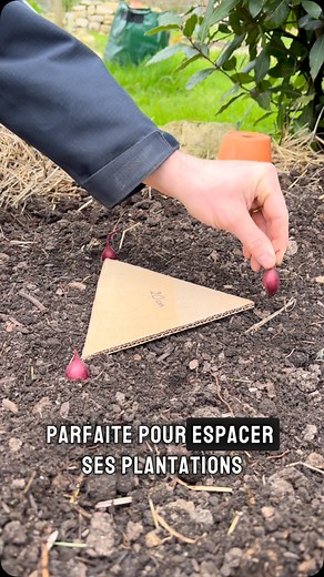 Pierre le cultivateur on Instagram: "Marre de planter tes oignons au hasard et de finir avec un champ de bataille sous terre ? Voici une astuce simple et efficace : fabrique un patron en carton ! Prends un bout de carton et découpe un triangle équilatéral de 20 cm. Pose-le sur la terre, dépose tes bulbilles à chaque extrémité, et hop, plantation nickel 👌 Pour une découpe nette et précise, un bon outil multifonctions fait toute la différence, merci @leathermanfrance 🤗 Avec une lame affûtée et u